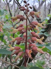 Aesculus × bushii