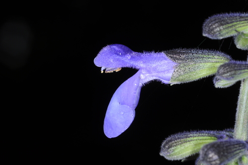 Image of Salvia stachydifolia by (c) aacocucci, some rights reserved (CC BY)