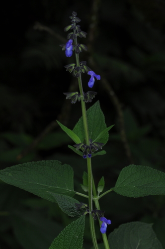 Image of Salvia stachydifolia by (c) aacocucci, some rights reserved (CC BY)