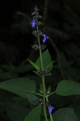 Salvia stachydifolia