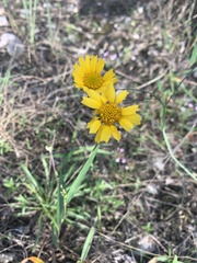 Amblyolepis setigera