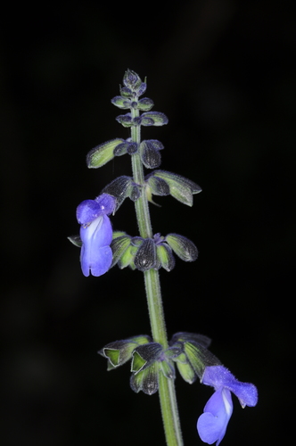 Image of Salvia stachydifolia by (c) aacocucci, some rights reserved (CC BY)