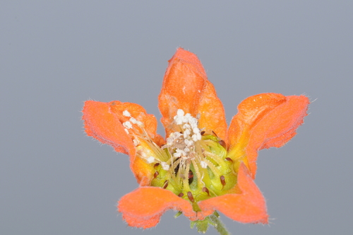 Image of Caiophora lateritia by (c) aacocucci, some rights reserved (CC BY)
