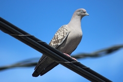 Patagioenas maculosa