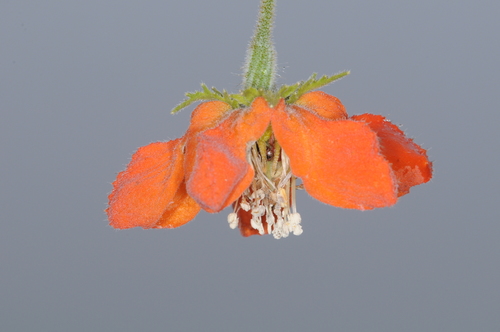 Image of Caiophora lateritia by (c) aacocucci, some rights reserved (CC BY)