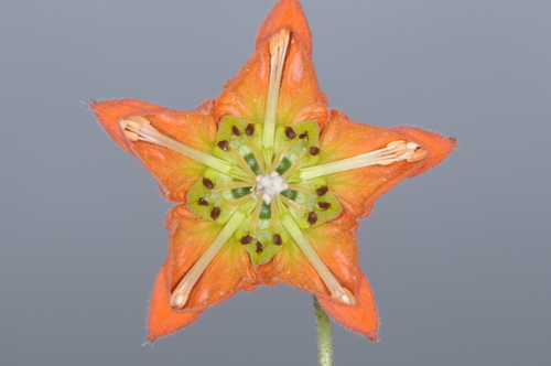 Image of Caiophora lateritia by (c) aacocucci, some rights reserved (CC BY)