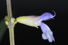 Salvia stachydifolia