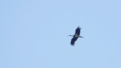 Black Stork