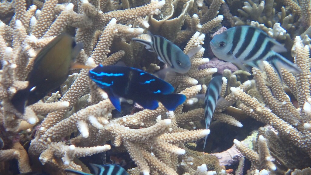 Scissor-tail Sergeant (Abudefduf sexfasciatus)