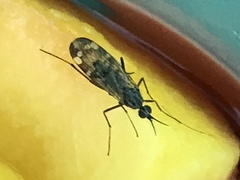 Sylvicola alternatus