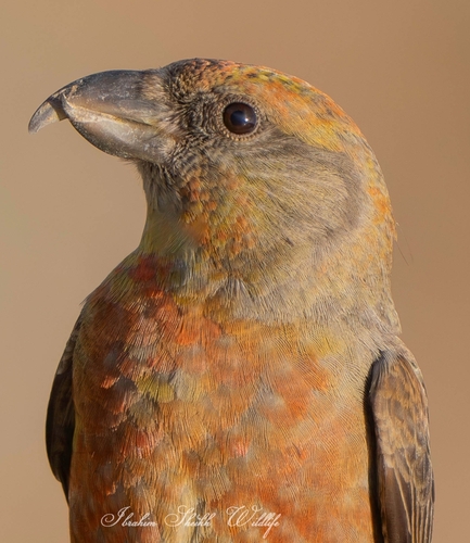 Red Crossbill