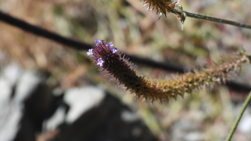 Verbena hispida, photograph 4