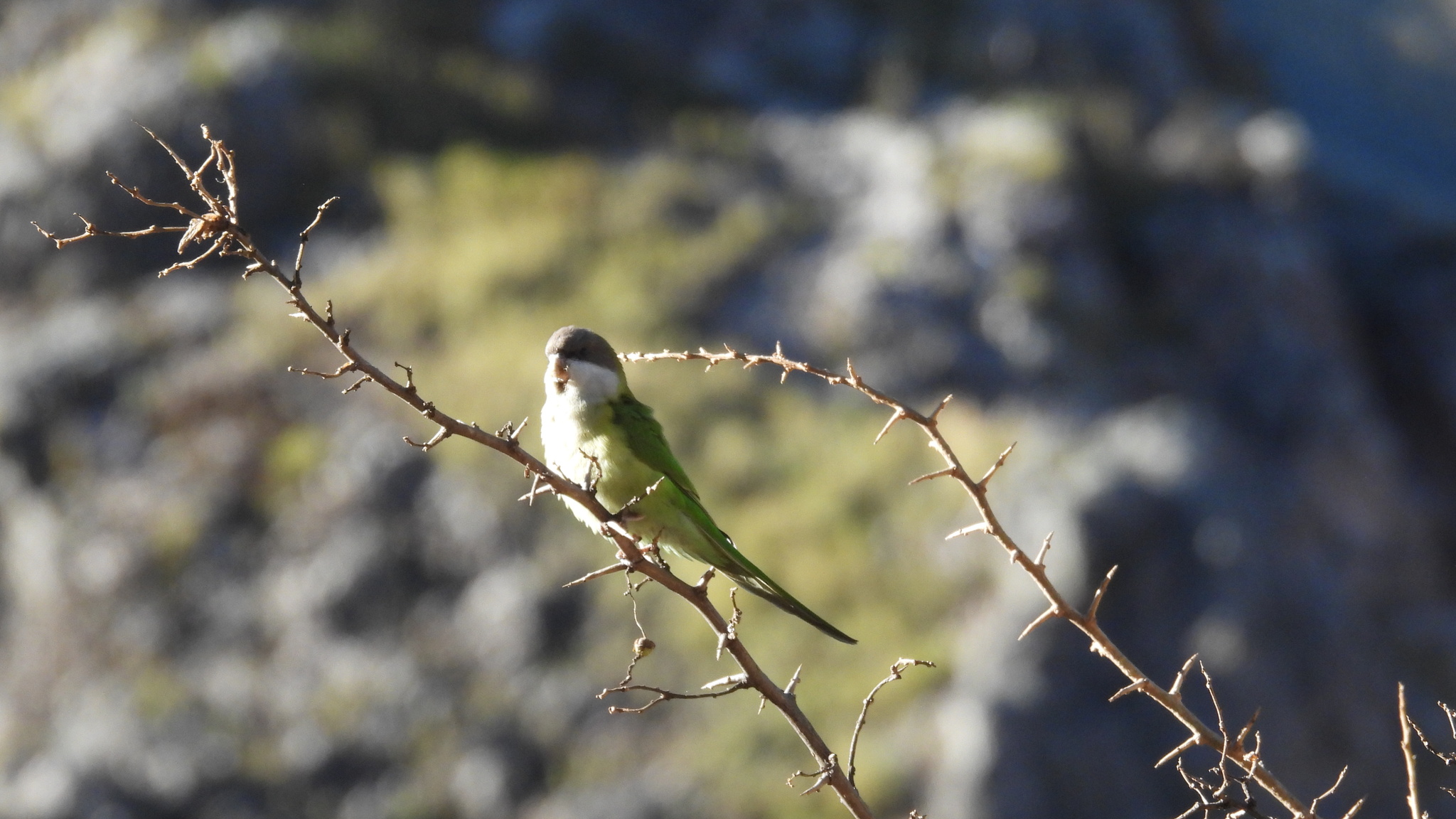 Grey-hooded Parakeet (Psilopsiagon aymara), photo 4