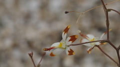 Nemacladus rubescens