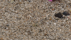 Nemacladus rubescens