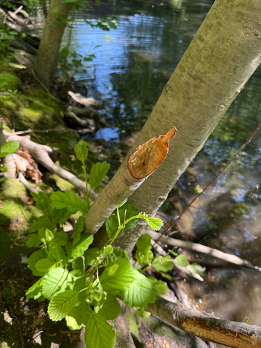 animal observation 8