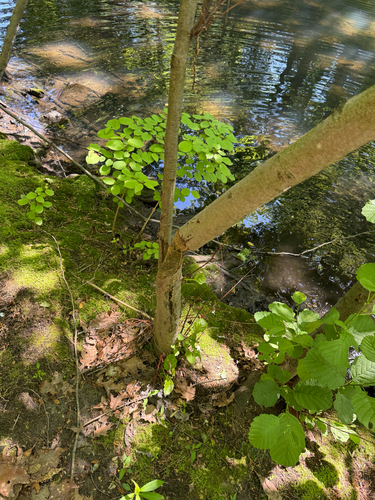animal observation 10