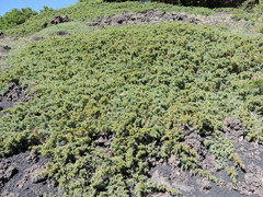 Juniperus communis hemisphaerica