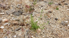 Spermolepis lateriflora