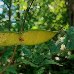 Cenostigma bracteosum