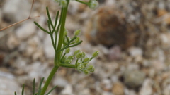 Spermolepis lateriflora