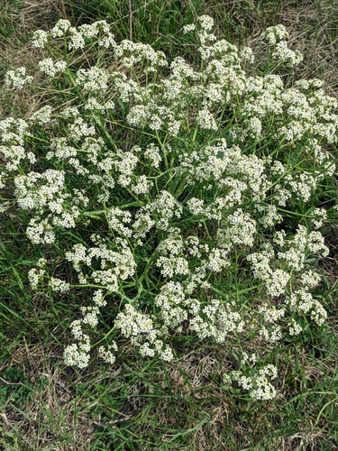 Crambe tataria, photograph 5