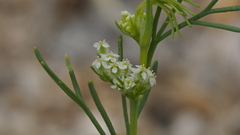 Spermolepis lateriflora