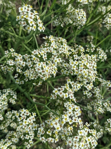 Crambe tataria, photograph 6