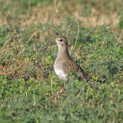 European Golden-Plover