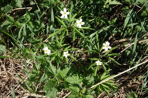 Anemone caerulea, photograph 3