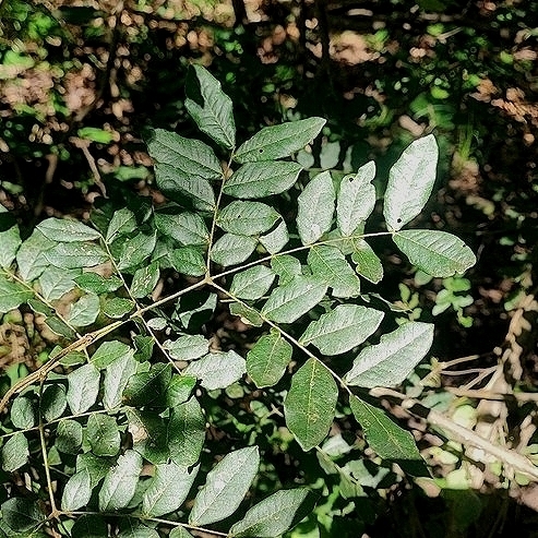 Cenostigma bracteosum, photograph 6