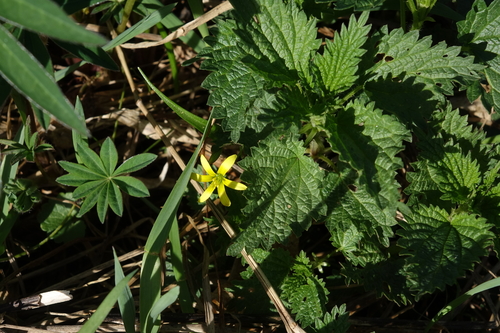 Gagea granulosa