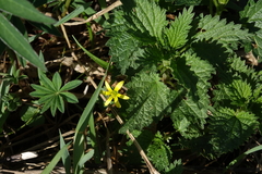 Gagea granulosa