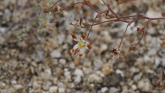 Nemacladus rubescens