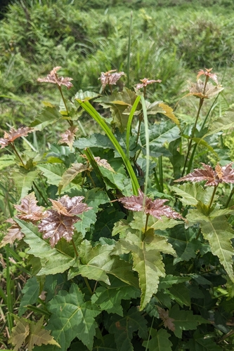 Acer caudatifolium, photograph 6