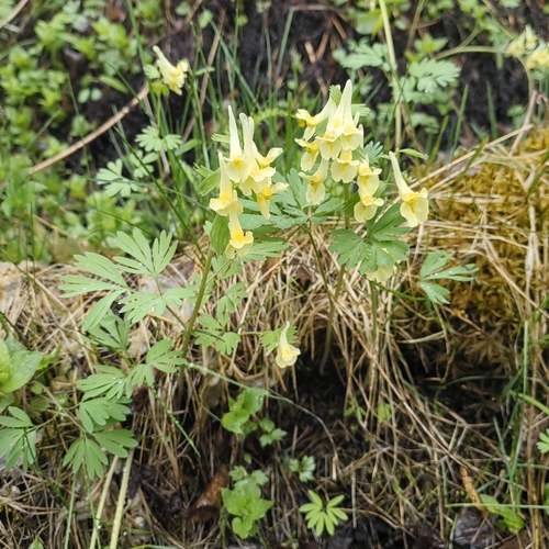 Corydalis bracteata, photograph 2
