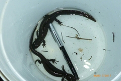 Ambystoma 'unisexual complex'