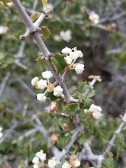 Ceanothus jepsonii