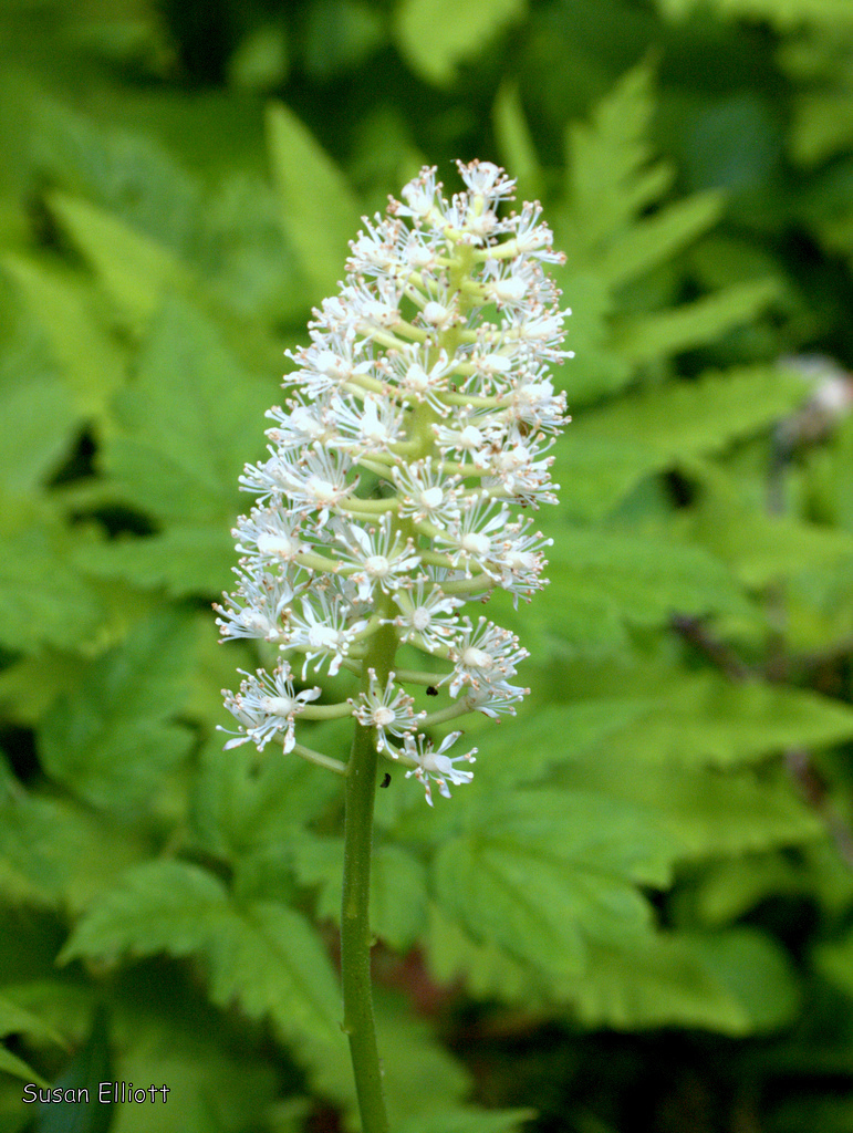 Actaea pachypoda