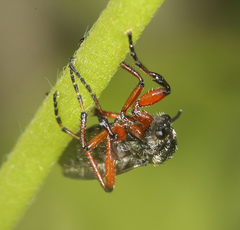 Bibio xanthopus
