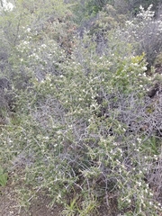 Ceanothus jepsonii