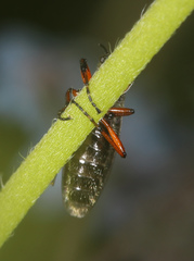Bibio xanthopus