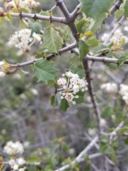 Ceanothus jepsonii