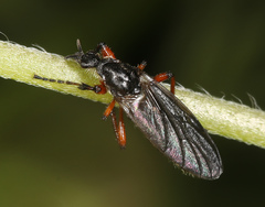Bibio xanthopus