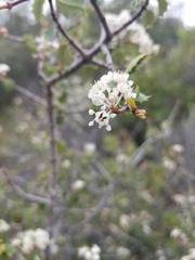 Ceanothus jepsonii