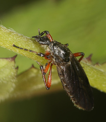 Bibio xanthopus