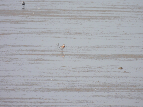 Siberian Sand-Plover