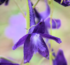 Delphinium tricorne