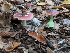 Russula graveolens