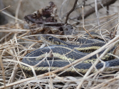Thamnophis butleri